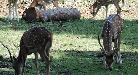 Guindy National Park